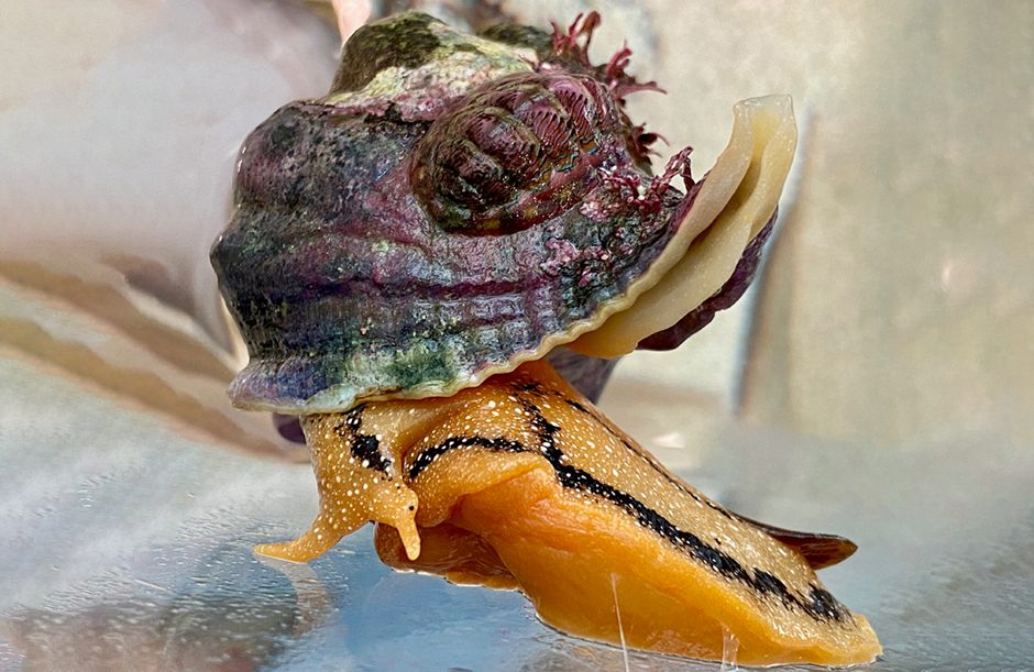 Lined Chiton riding a Kellet's Whelk. Photo by Carly Hulse.