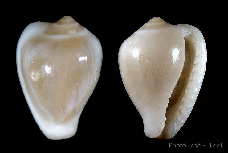 The Green Erato, Hespererato maugeriae, from Sanibel Island. Photo by José H. Leal.