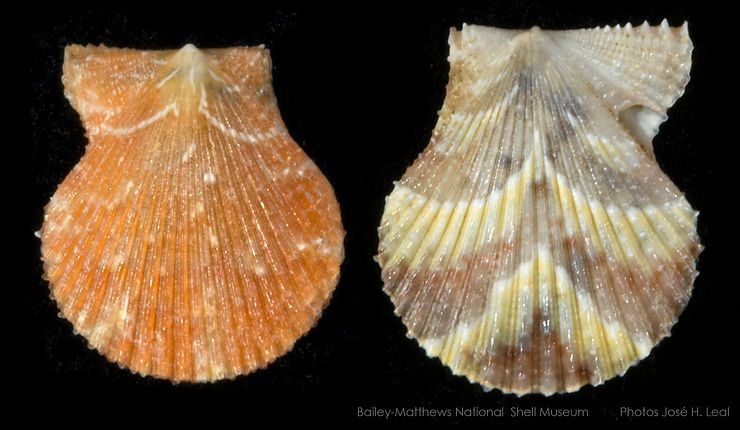 The Yellow-spot Scallop. Spathochlamys benedicti, from offshore Sanibel Island. Photo by José H. Leal.