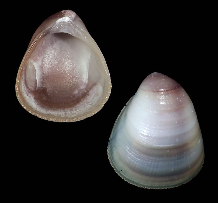 The Brown Gem Clam, Parastarte triquetra, from Sanibel. Photo by Noe Barrera
