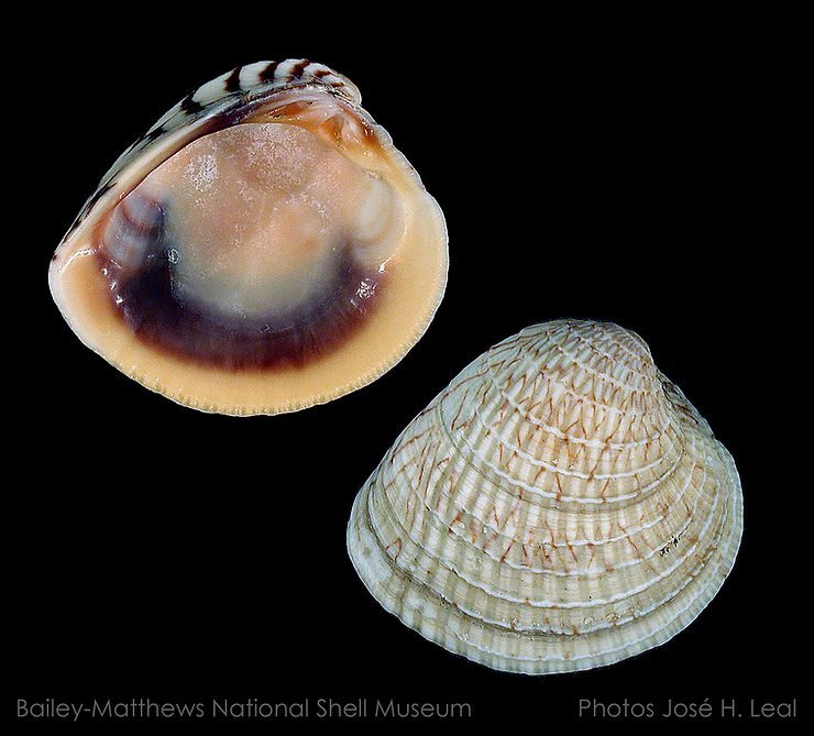 The Florida Cross-barred Venus, Chione elevata, from Sanibel Island. Photo by José H. Leal.