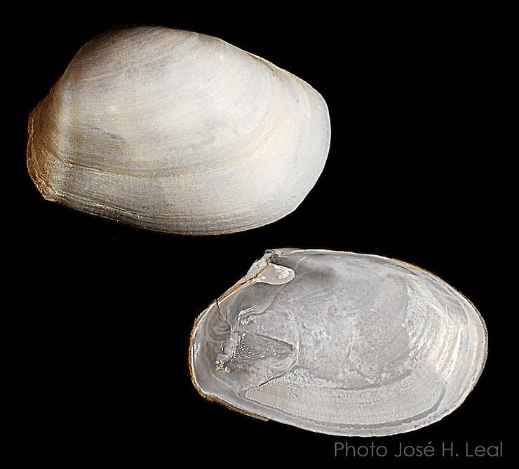 The Unequal Spoon Clam, Periploma margaritaceum, from Roosevelt Channel, Captiva. Photo by José H. Leal.