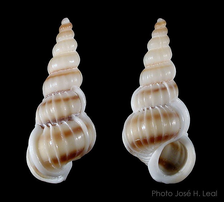 The Brown-band Wentletrap, Gyroscala rupicola, from Sanibel. Photo by José H. Leal.