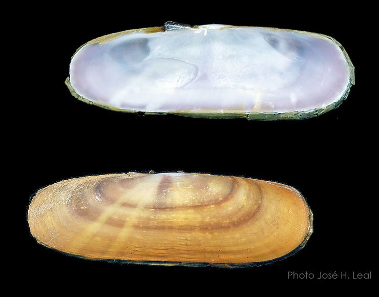 The Purplish Tagelus, Tagelus divisus, from Sanibel Island. Photo by José H. Leal.