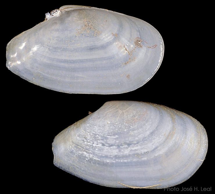 The Elongated Macoma, Macoploma tenta, from Captiva Island. Photo by José H. Leal