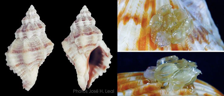 The Gulf Oyster Drill, Vokesinotus perrugatus, from Sanibel. Egg capsules are about one quarter inch tall. Photo by José H. Leal.