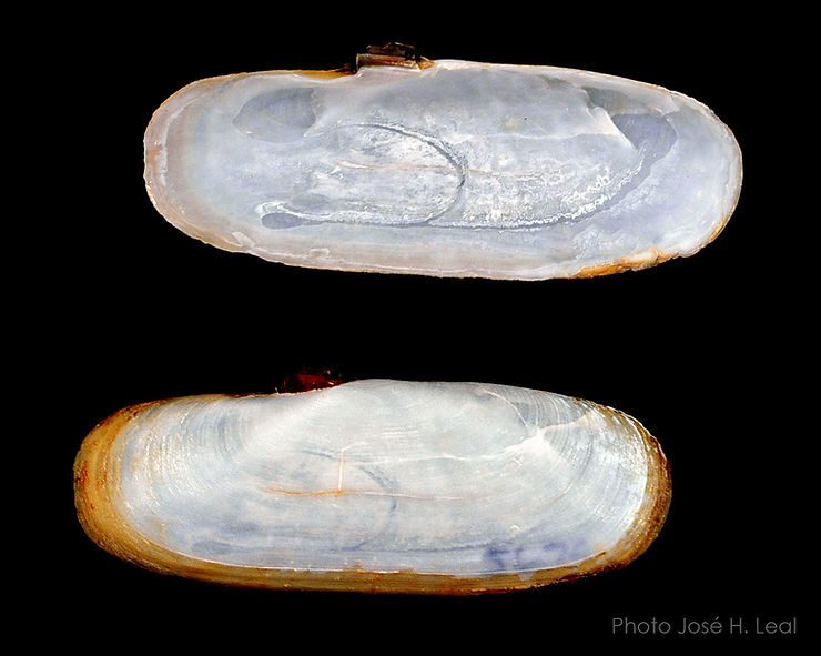 The Stout Tagelus, Tagelus plebeius, from Sanibel Island. José H. Leal.