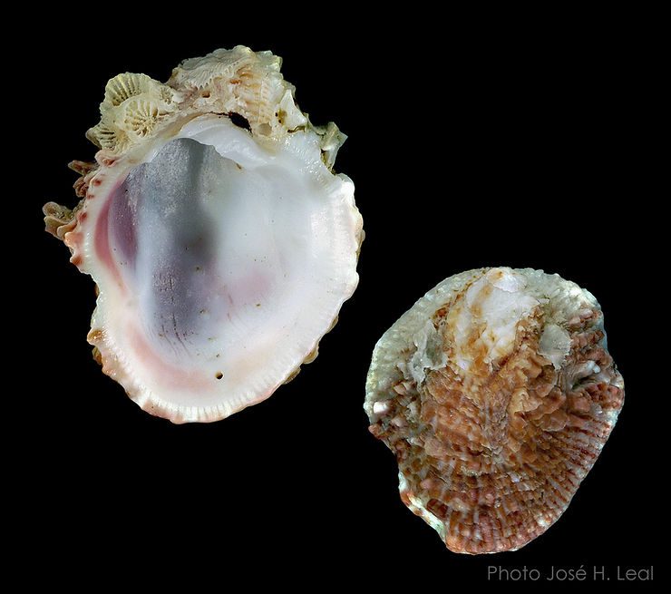 The Corrugate Jewel Box, Chama congregata, from Sanibel Island. Photo by José H. Leal.
