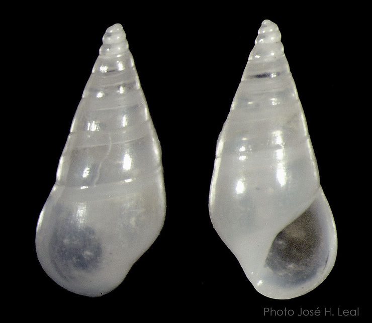 The Smooth Risso, Zebina browniana from Sanibel; arrows show characteristic spiral lines. Photo by José H. Leal.