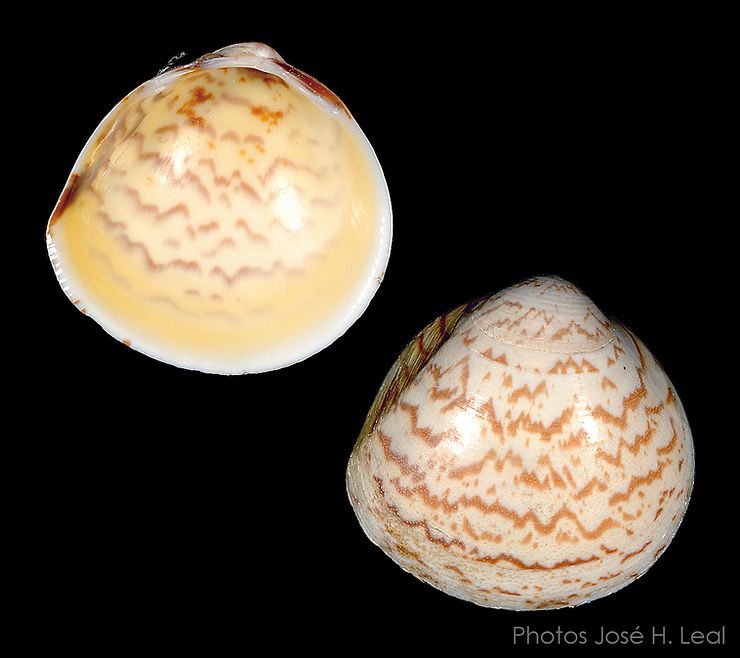 The Yellow Egg Cockle, Laevicardium mortoni, from Sanibel. Photos by José H. Leal.
