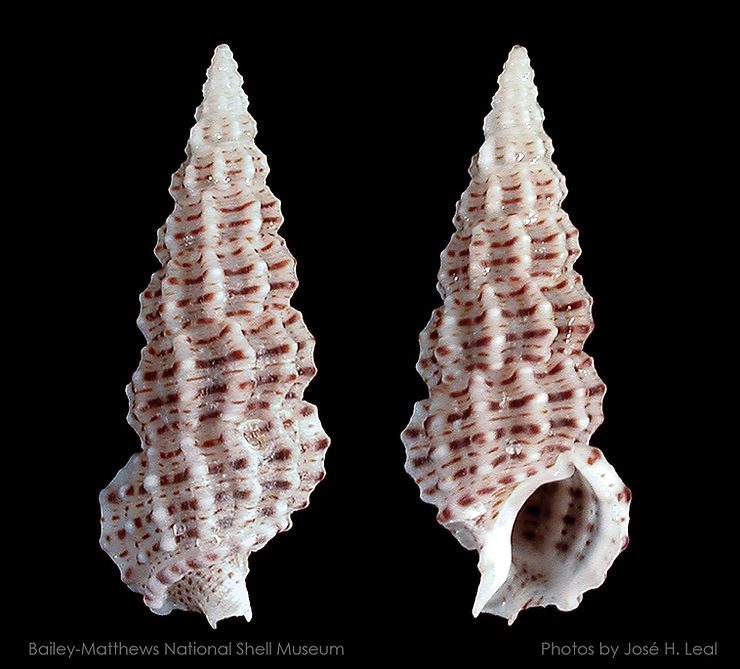 The Fly Speck Cerith, Cerithium muscarum, from Sanibel. Photo by José H. Leal.