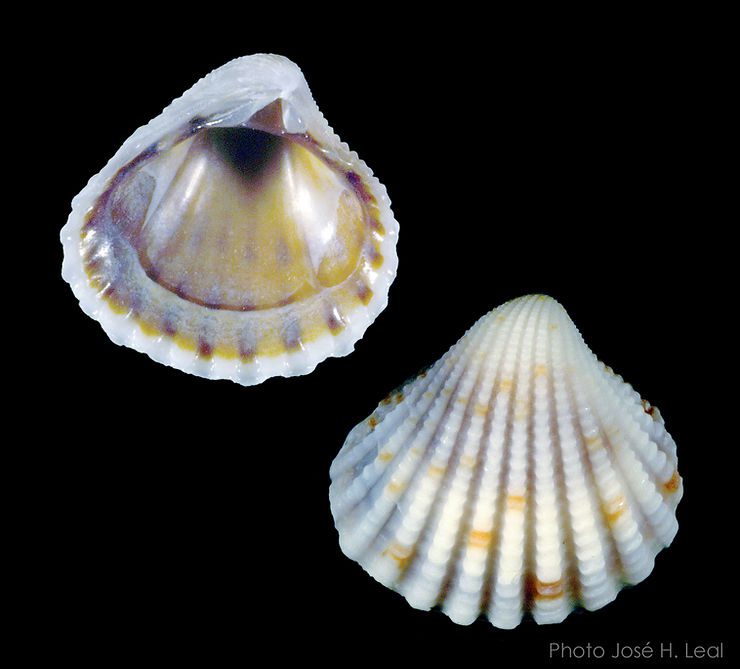 The Three-Tooth Carditid, Pleuromeris tridentata, from Sanibel. Photo by José H. Leal.