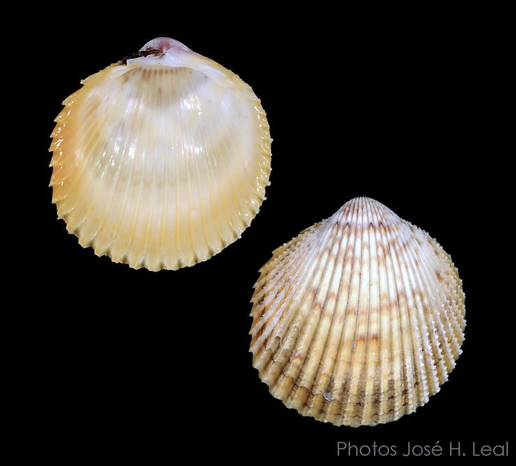 The Yellow Prickly Cockle, Dallocardia muricata, from Sanibel. Photos by José H. Leal.