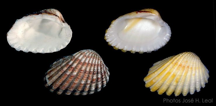 The Broad-Ribbed Carditid, Cardites floridanus, from Sanibel; rare yellowish form on right. Photo by José H. Leal.