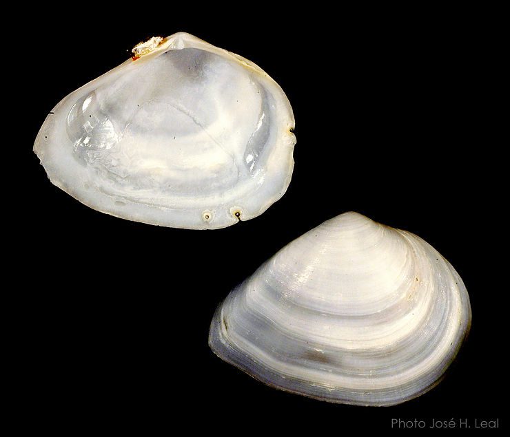 The Constricted Macoma, Austromacoma constricta, from Bunche Beach in Fort Myers. Photo by José H. Leal.