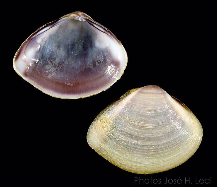 The Southern Marsh Clam, Polymesoda floridana, from San Carlos Bay, Lee County, Florida. Photo by José H. Leal.