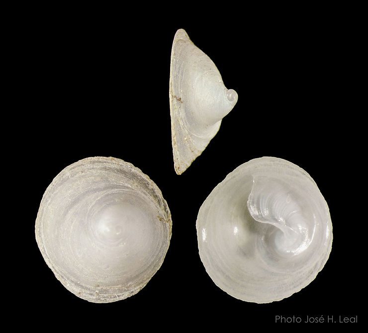 The Circular Chinese Hat, Calyptraea centralis, from Sanibel Island. Photo by José H. Leal.