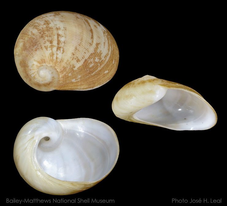 The Brown Baby Ear, Sinum maculatum, from Sanibel Island. Photos by José H. Leal.