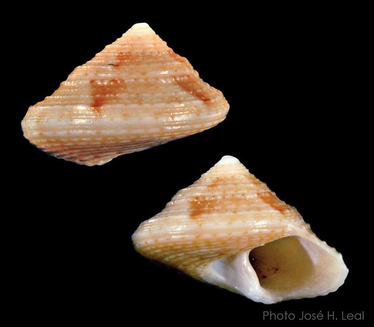 The Depressed Top Snail, Calliostoma yucatecanum, from Blind Pass, Sanibel Island. Photo by José H. Leal.
