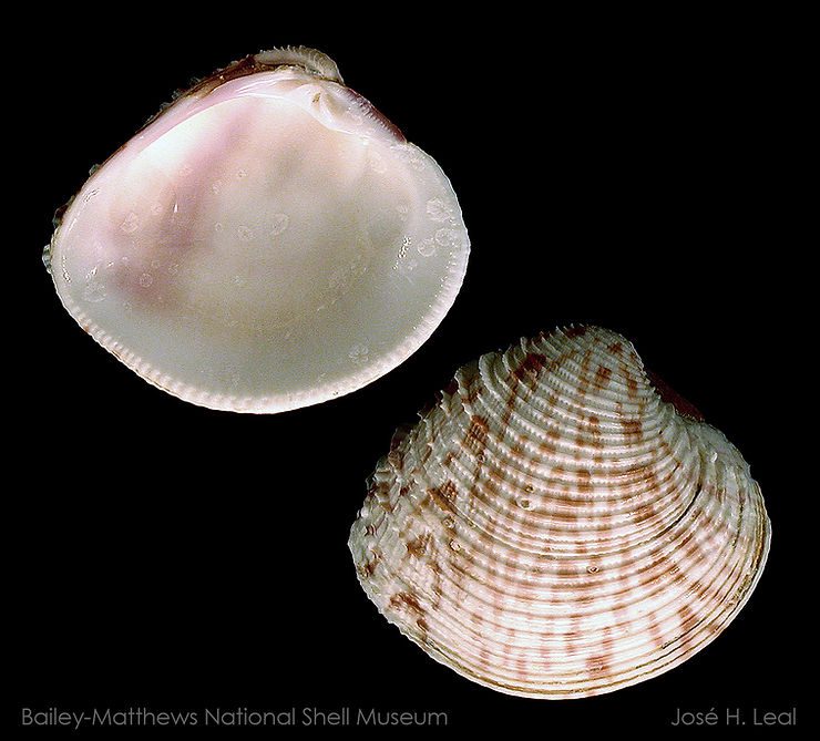 The Lady-in-waiting Venus, Chionopsis intapurpurea, from Captiva Island. Photo by José H. Leal.