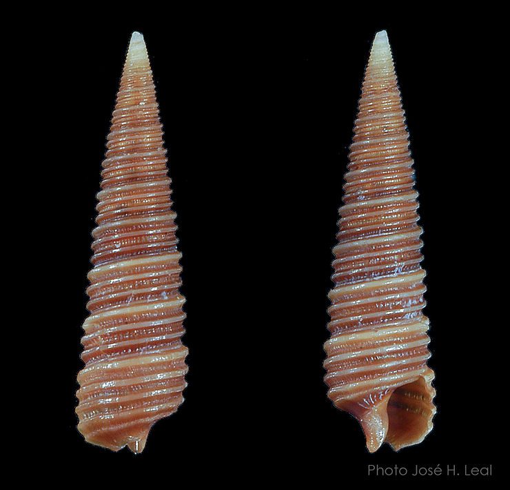 The Adams Miniature Cerith, Seila adamsii, from Sanibel Island. Photo by José H. Leal.