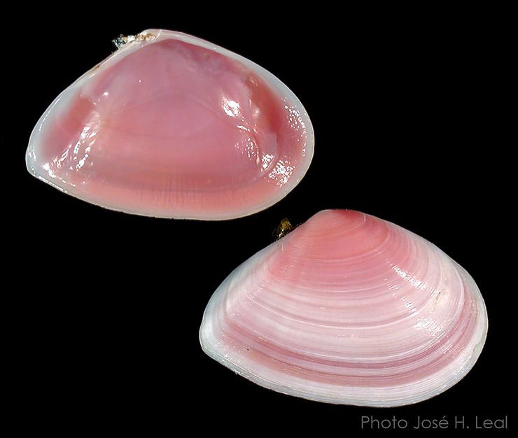 The Rose Petal Tellin, Eurytellina lineata, from Sanibel. Photo by José H. Leal