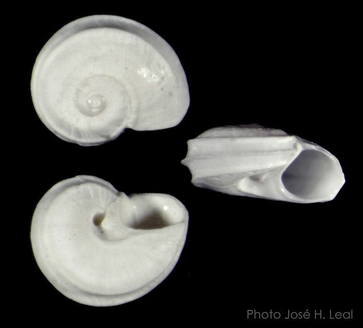 The Suppressed Vitrinella, Cyclostremiscus suppressus, from Sanibel. Photo by José H. Leal.
