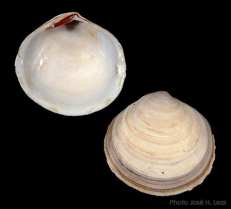 The Atlantic Semele, Semele proficua, from Sanibel. Photo by José  H. Leal.