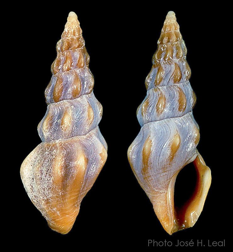 The Tea Drillia, Cerodrillia thea, from Sanibel Island. Photo by José H. Leal.