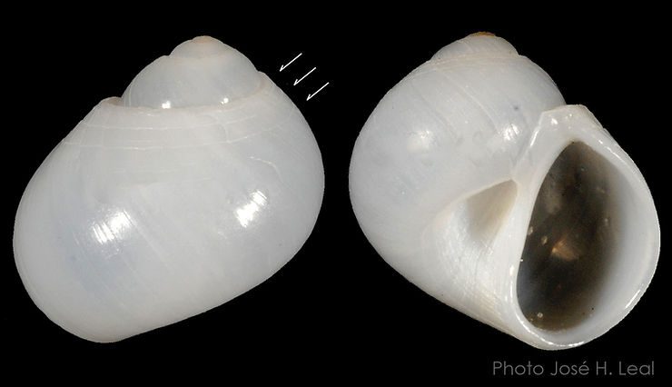 The Semisulcate Moon Snail, Sigatica semisulcata, from Sanibel; arrows show characteristic spiral lines. Photo by José H. Leal.