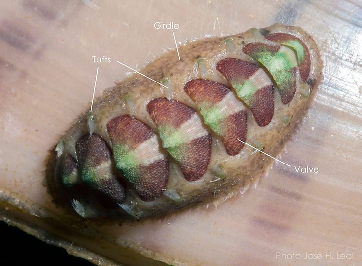 The Striate Glass-Hair Chiton from Fort Myers. Photo by José H. Leal.