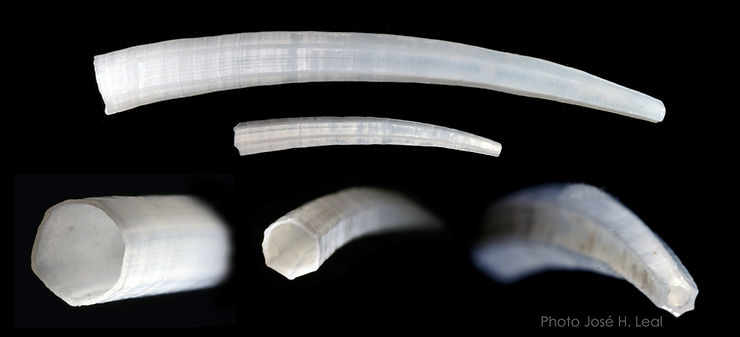 The American Tusk Shell, Paradentalium americanum, from Sanibel. A juvenile shell is represented in the central image. Photo by José H. Leal.
