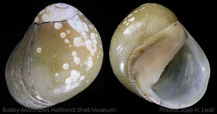 The Olive Nerite, Neritina usnea, from Captiva Island. Photo by José H. Leal.