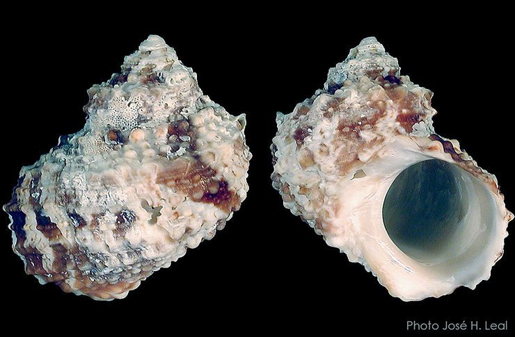 The Chestnut Turban, Turbo castanea, from Sanibel. The shell has not been cleaned, to show the "patina" of algae and colonial animals growing on it. Photo by José H. Leal.