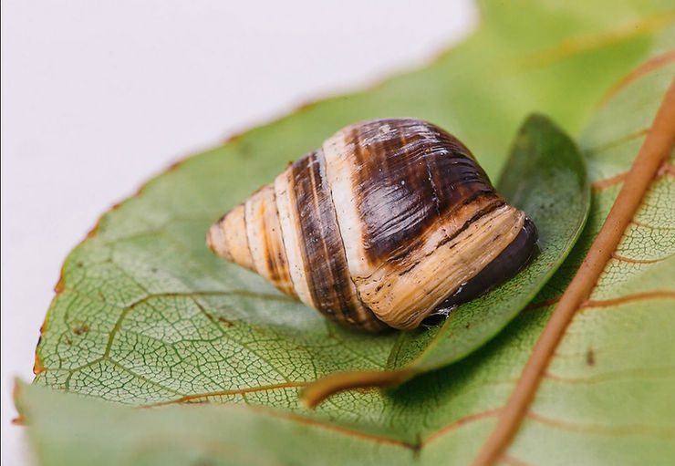 George, the last surviving Achatinella apexfulva Hawaiian tree snail