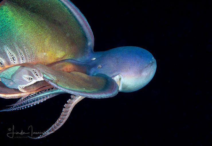 Blanket Octopus