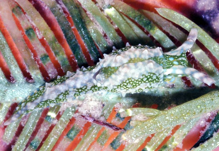 Sea Slug Spotlight: The Antilles Oxynoe