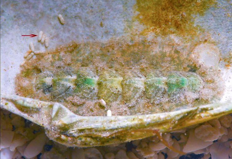 Chiton Poop!