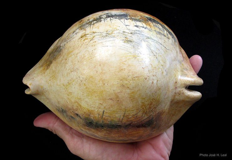 Super-size Me, Said the Fossil Cowrie!
