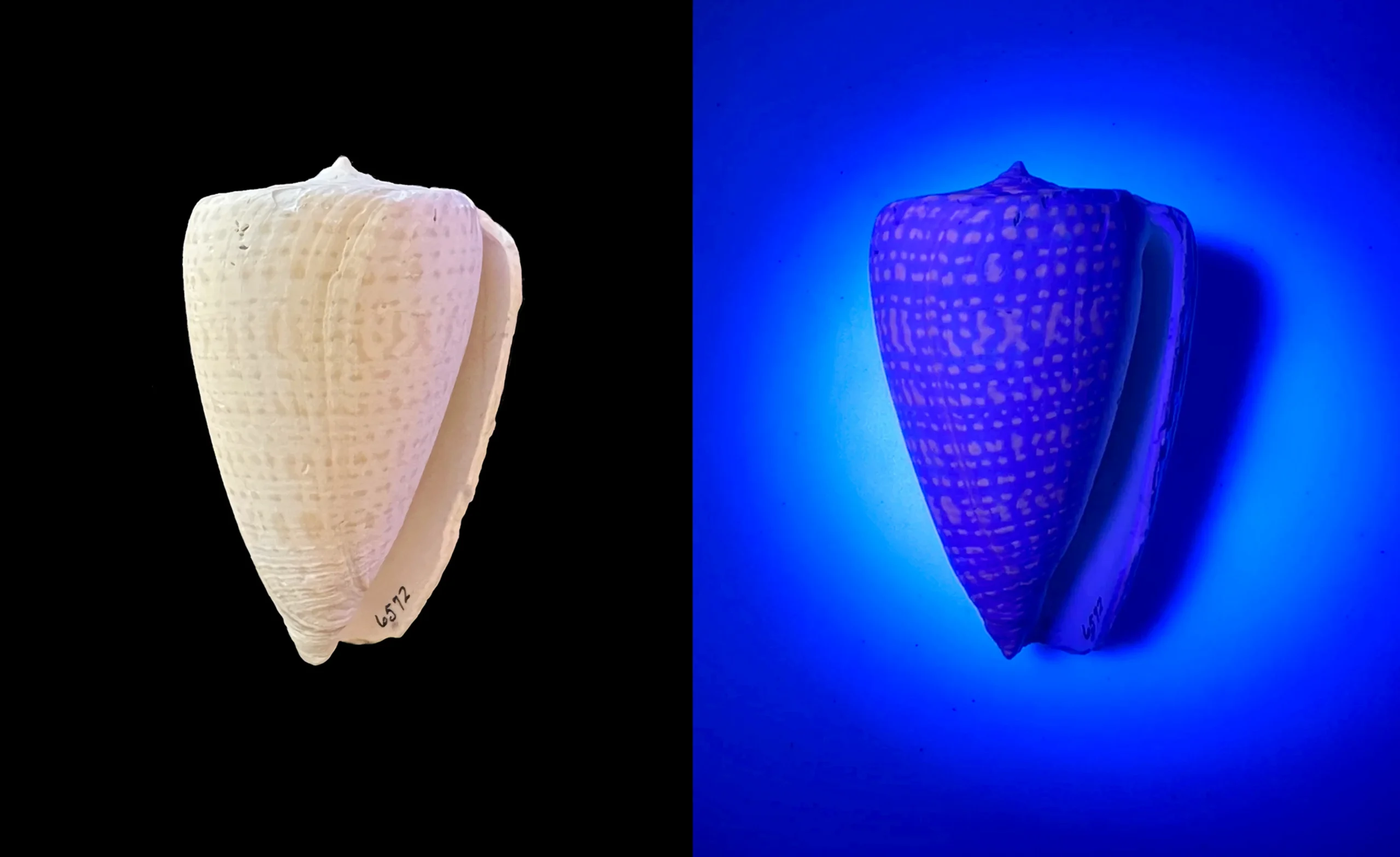 A fossil Conus shell under natural light (left) and under UV light (right). Photos by José H. Leal.