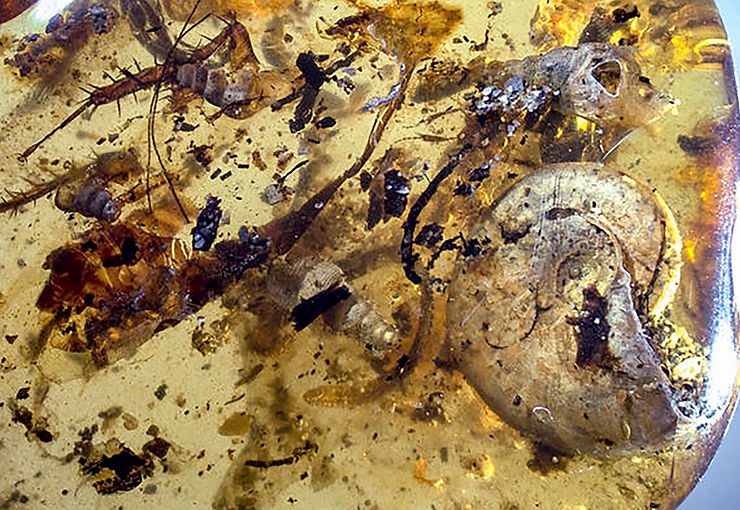 An Ammonite in Burmese Amber
