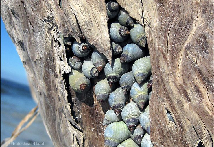 "Blue" Cloudy Periwinkles