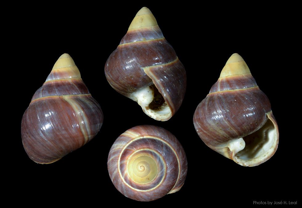 Achatinella apexfulva
