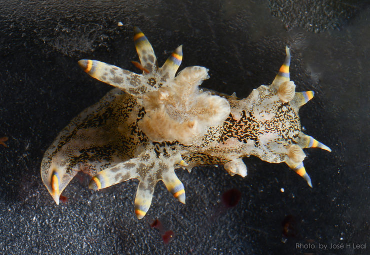 A Cool Sea Slug