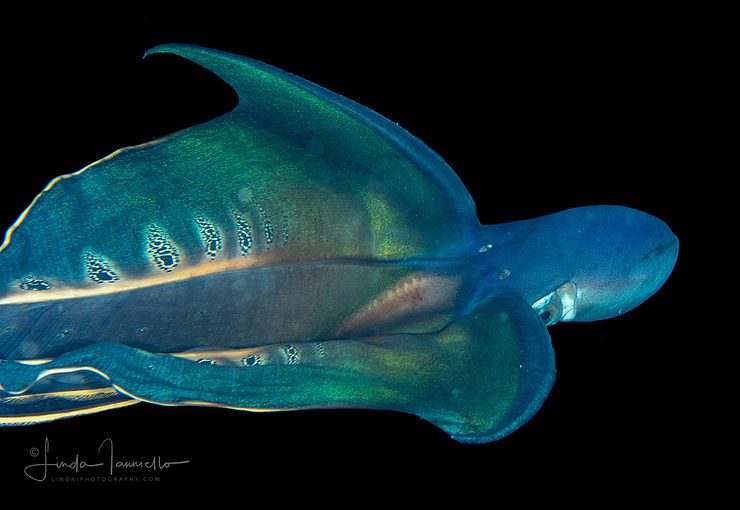 Blanket Octopus
