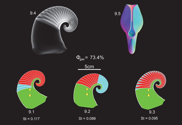 The Properties of Fossil Cephalopod Shells