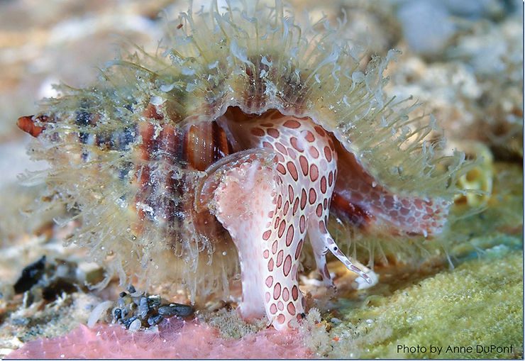 The Remarkable Hairy Triton