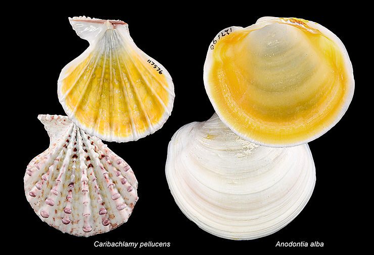 Hidden yellow color inside the shells of (left) the Knobby Scallop and Buttercup Lucine.Views of the external surfaces (bottom) are included for comparison.  Photos by James F. Kelly. 