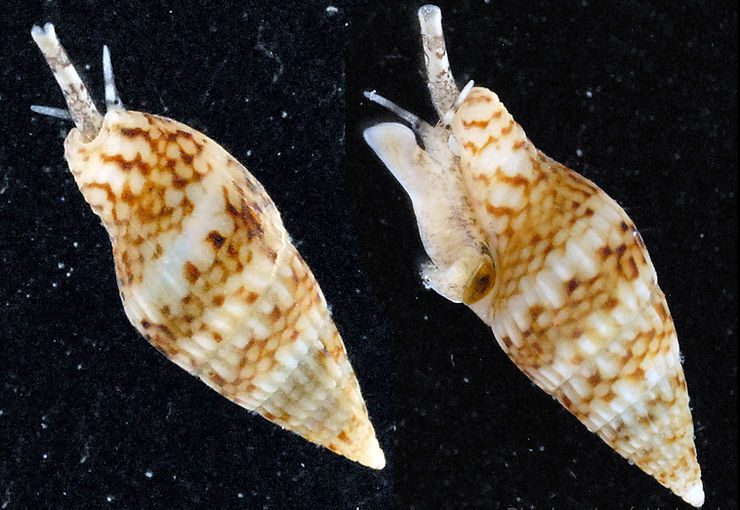 The Sparse Dove Snail?
