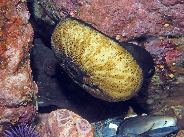 A Benign Behemoth: The Giant Keyhole Limpet